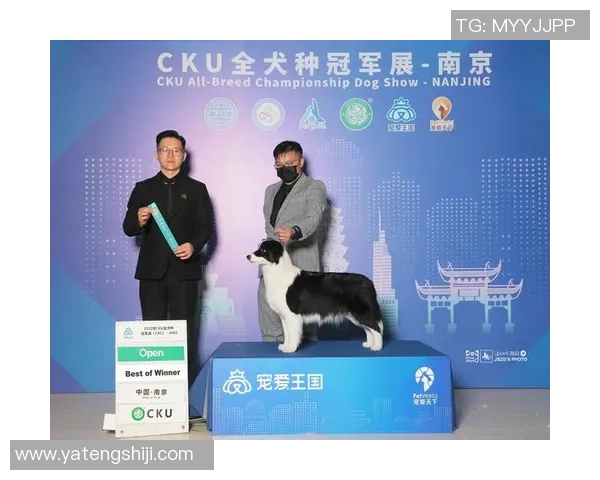 各大足球明星宠爱哪些狗狗揭秘他们背后的球场伴侣